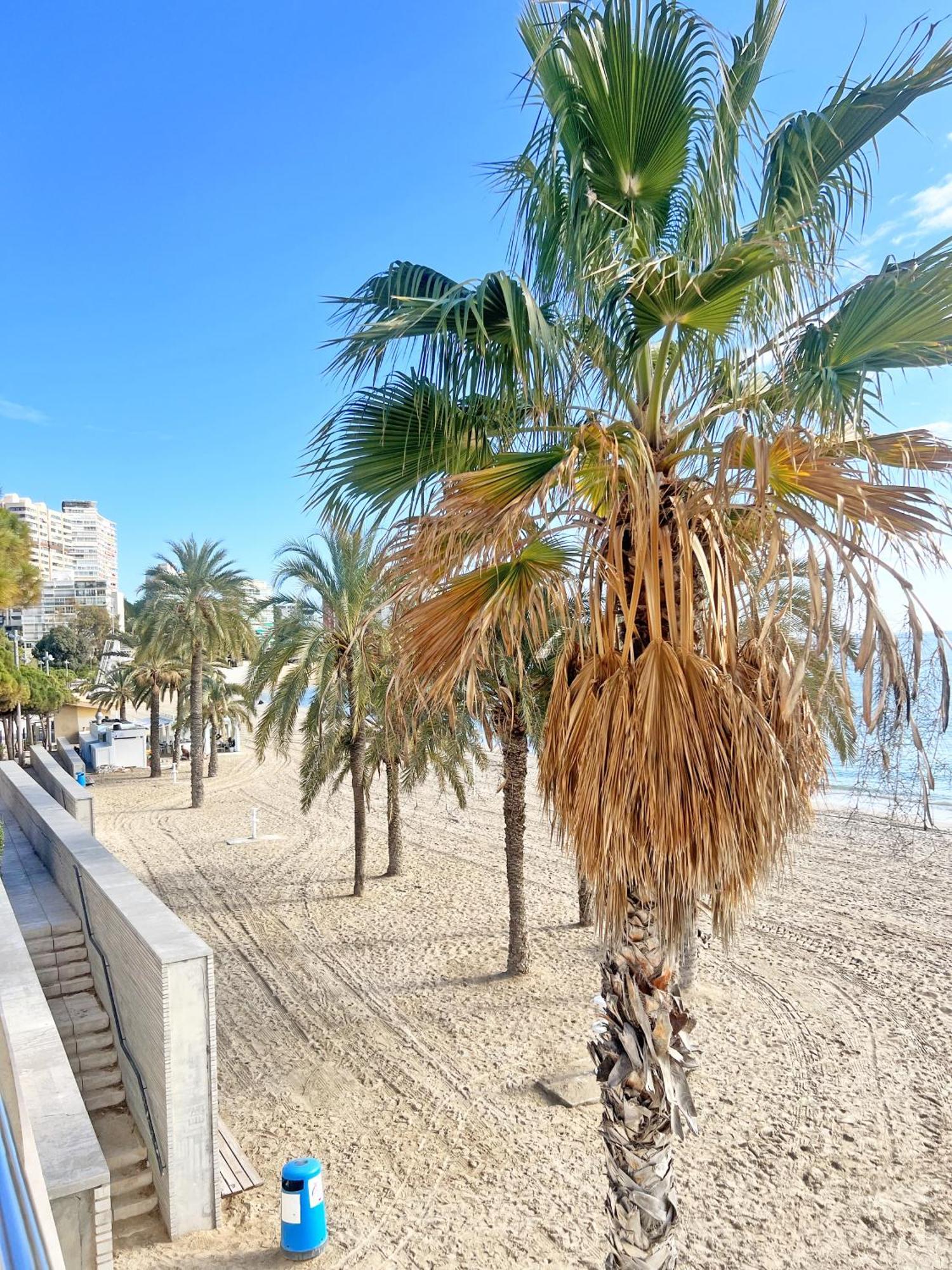 Апартаменты A 100 Metros De La Playa. Parking Gratuito Privado Аликанте Экстерьер фото